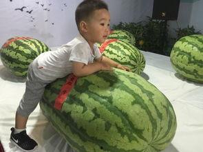 吃瓜事件郑州,一场网络狂欢背后的真相与反思