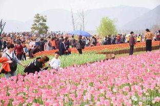 合肥巢湖吃瓜,合肥特色美食探秘