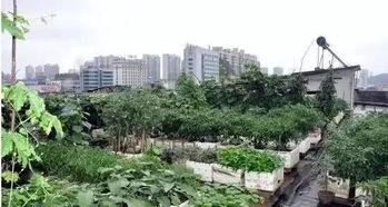 寿光小区楼顶吃瓜