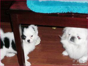 宠物吃贝贝瓜好吗视频,揭秘贝贝瓜对宠物的益处与食用建议